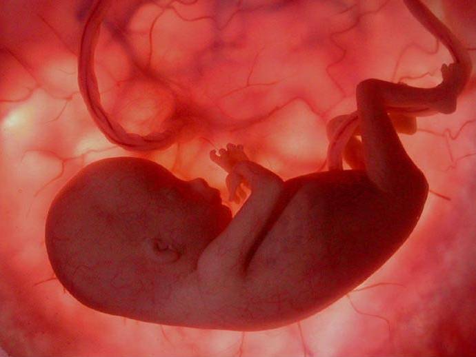 Реферат: Клонирование человеческого эмбриона